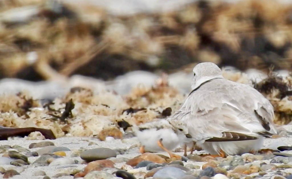 Piping Plover - ML620211109