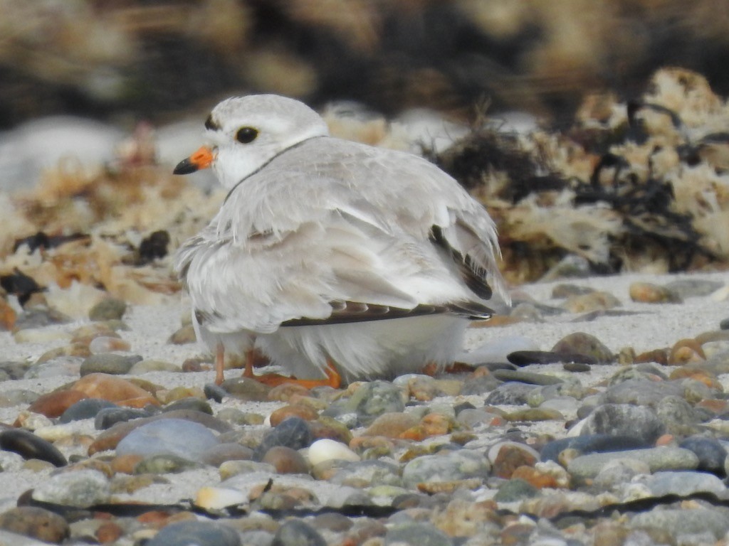 Piping Plover - ML620211114