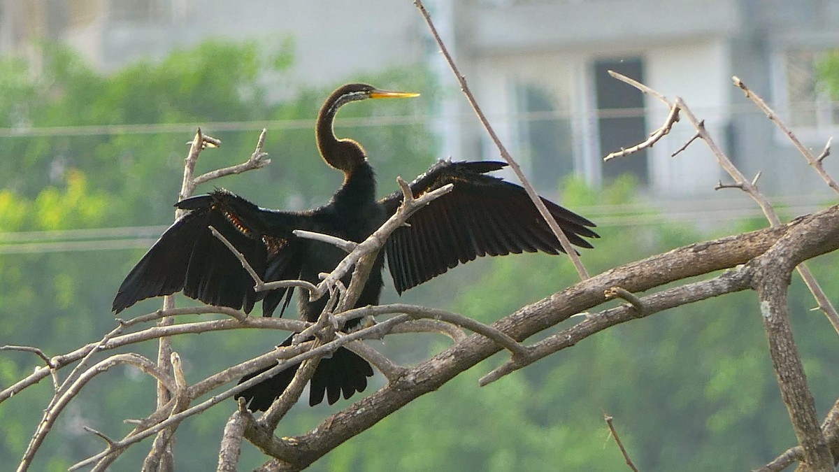 Anhinga Asiática - ML620211116