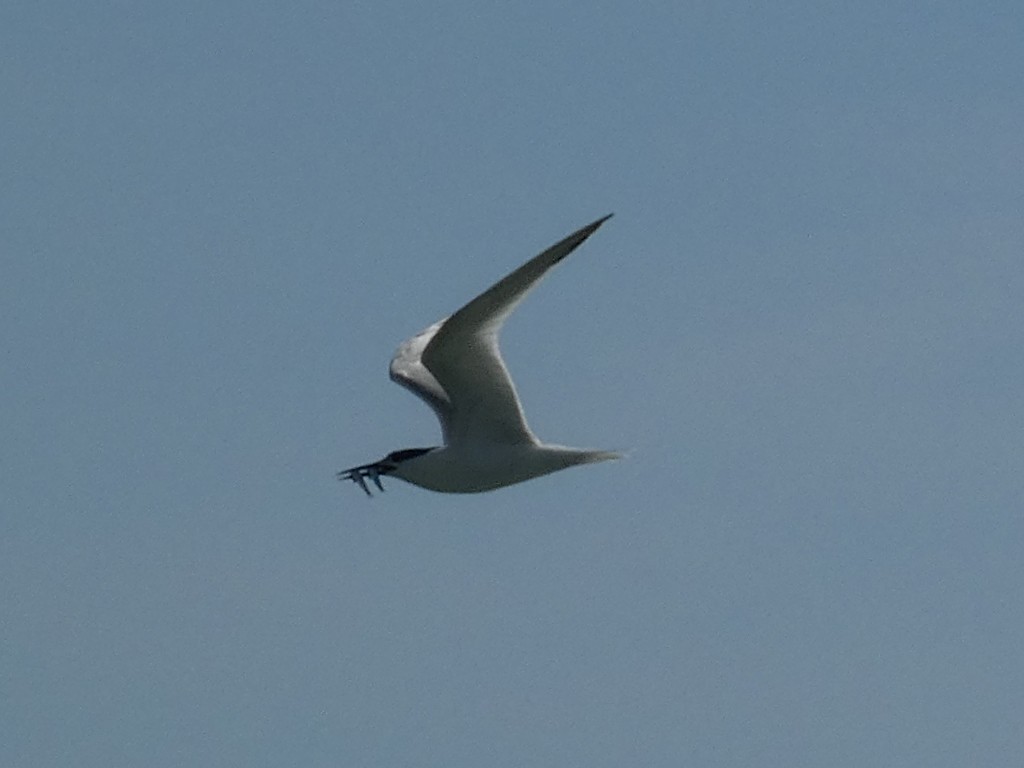 Sandwich Tern - ML620211119