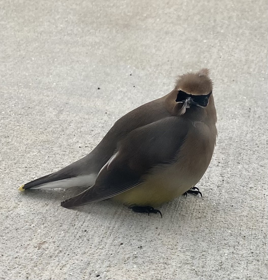 Cedar Waxwing - ML620211132