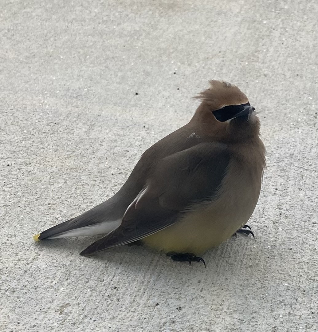 Cedar Waxwing - ML620211134