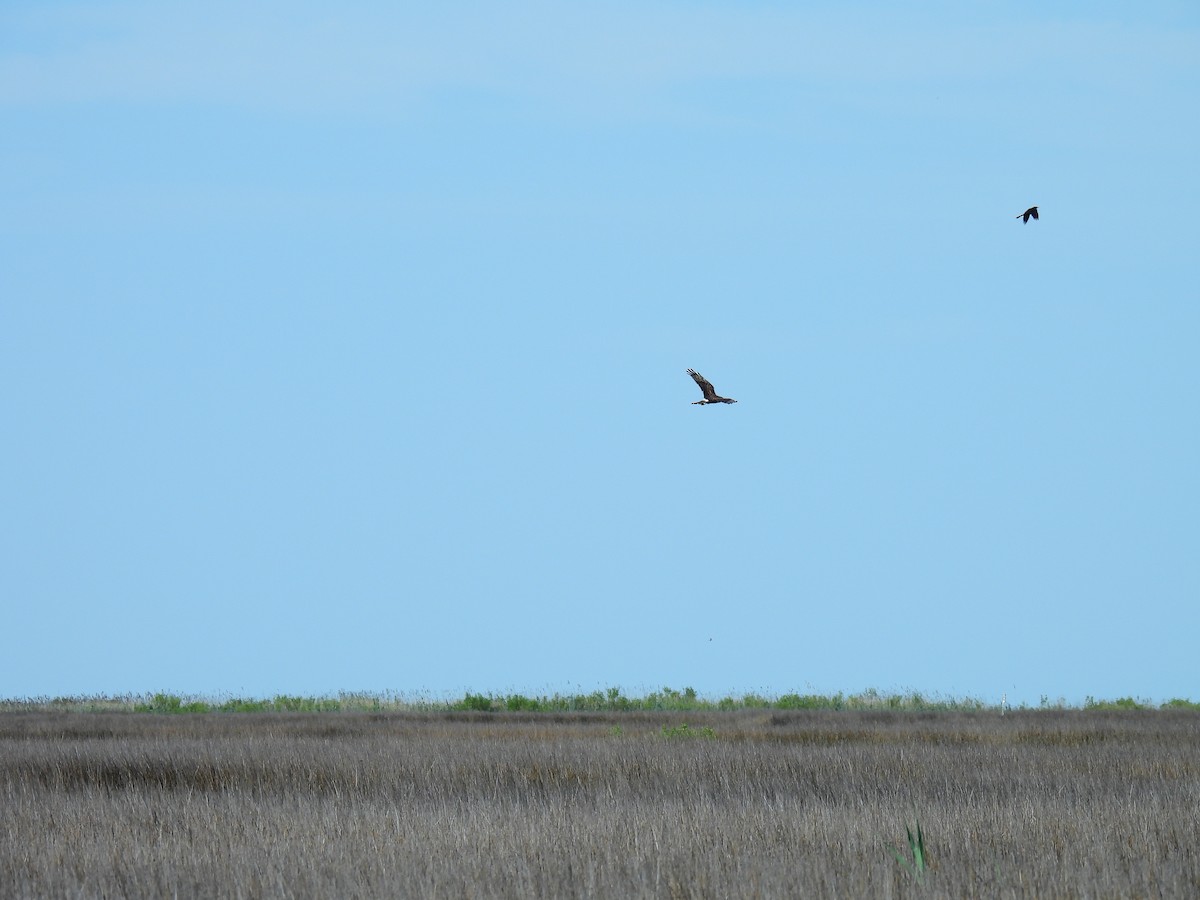 Northern Harrier - ML620211137