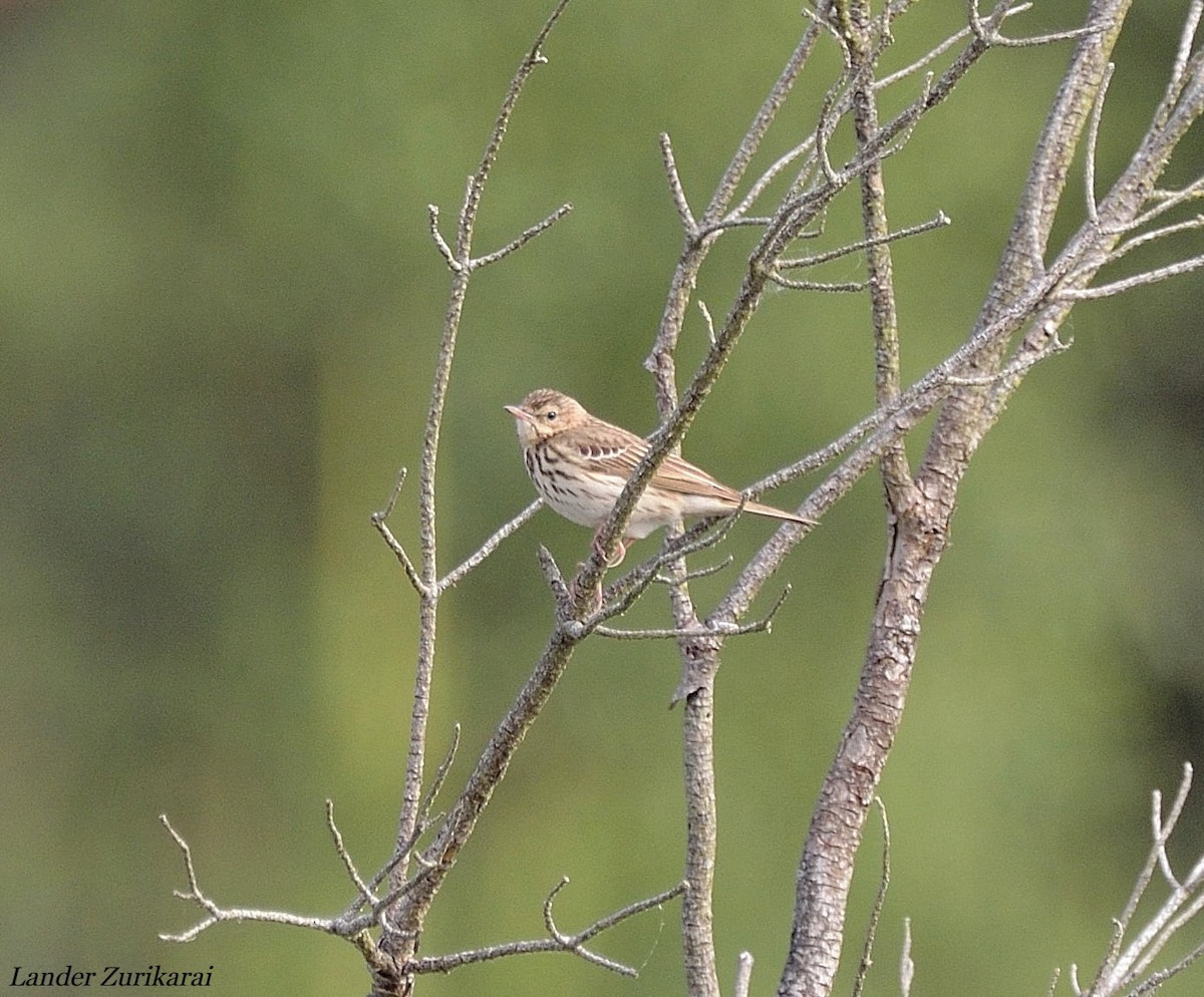 Tree Pipit - ML620211146