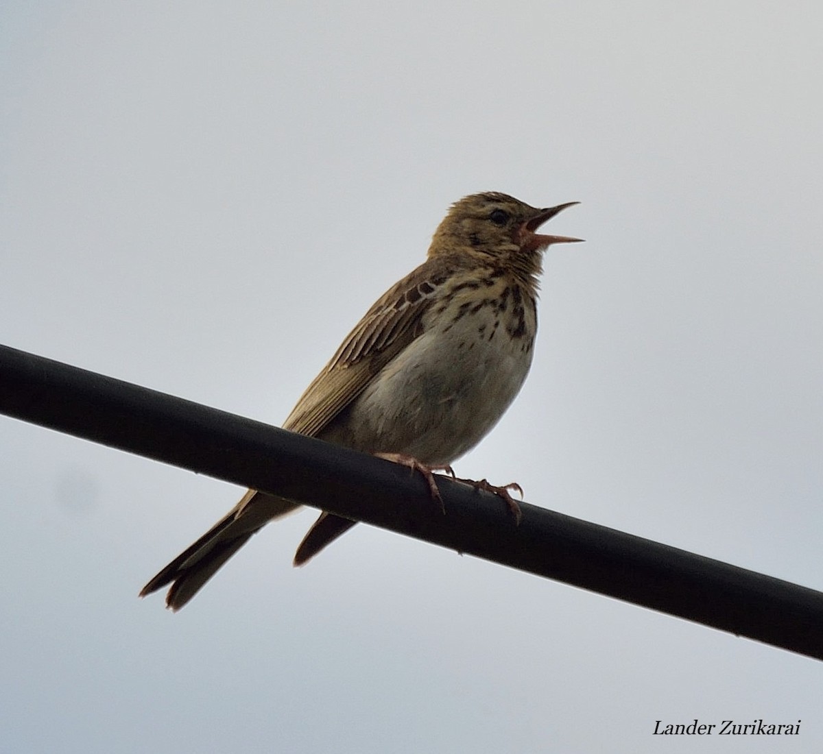 Tree Pipit - ML620211147