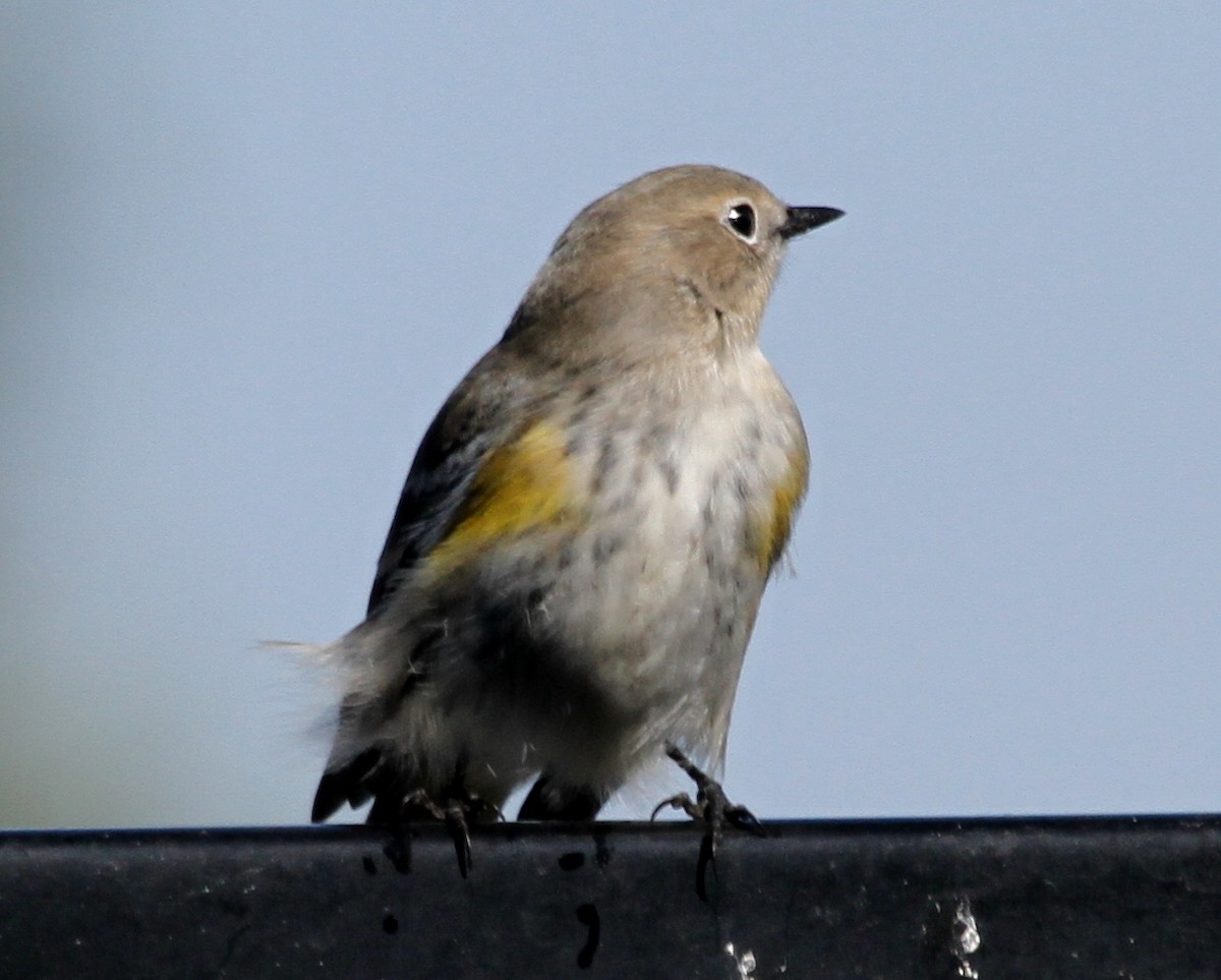 Yellow-rumped Warbler - ML620211161