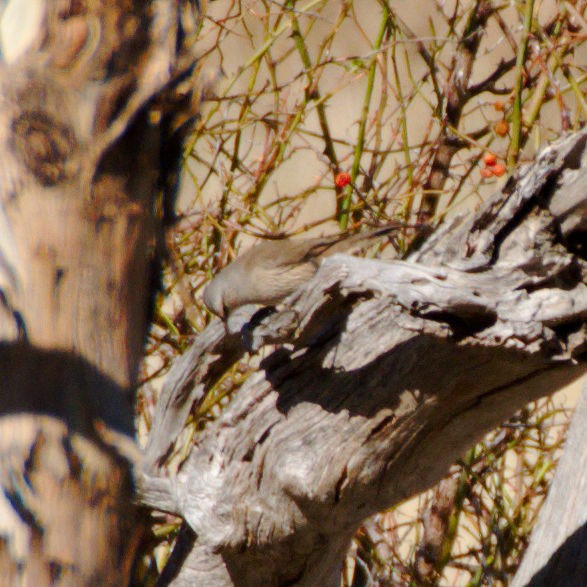 Brown Treecreeper - ML620211171