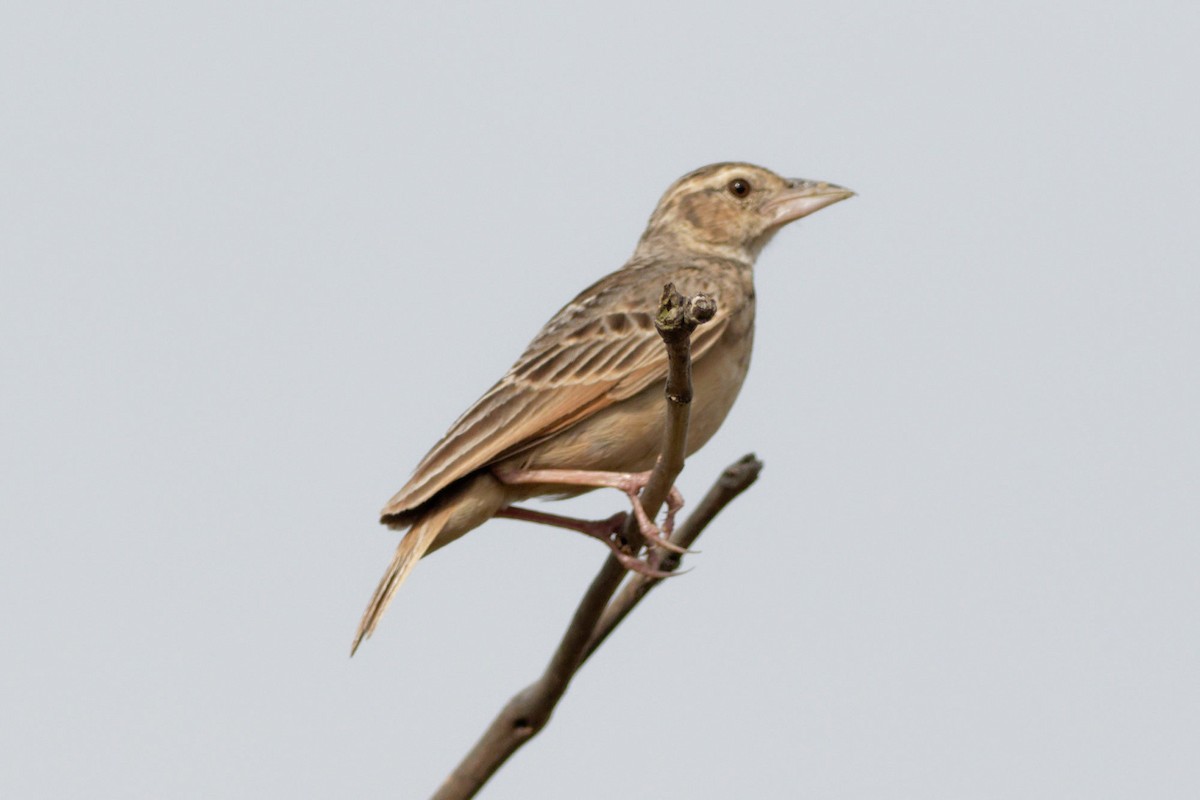 Bengal Bushlark - ML620211173