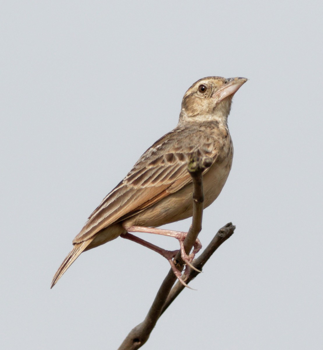 Bengal Bushlark - ML620211174