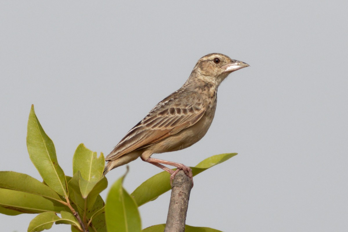 Bengal Bushlark - Able Lawrence