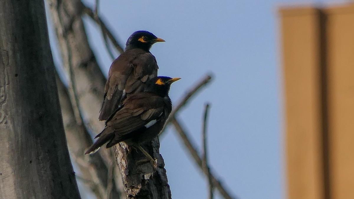 Common Myna - ML620211183