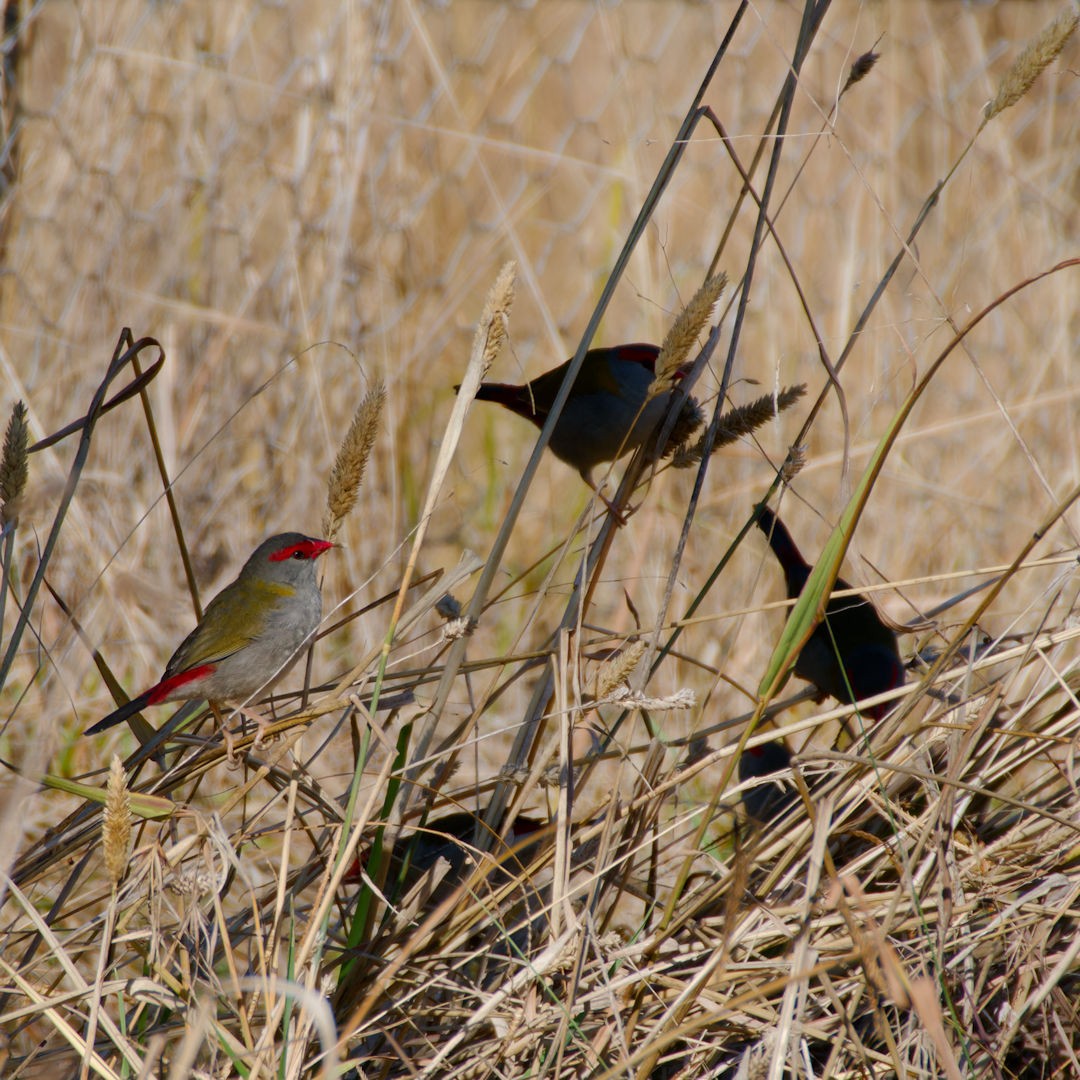 Red-browed Firetail - ML620211186