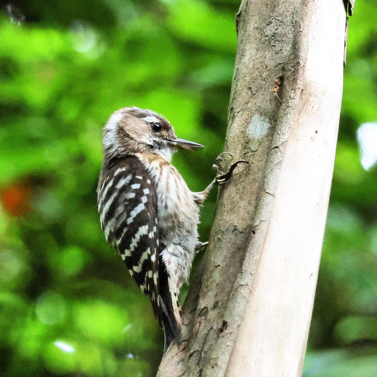 Japanese Pygmy Woodpecker - ML620211188