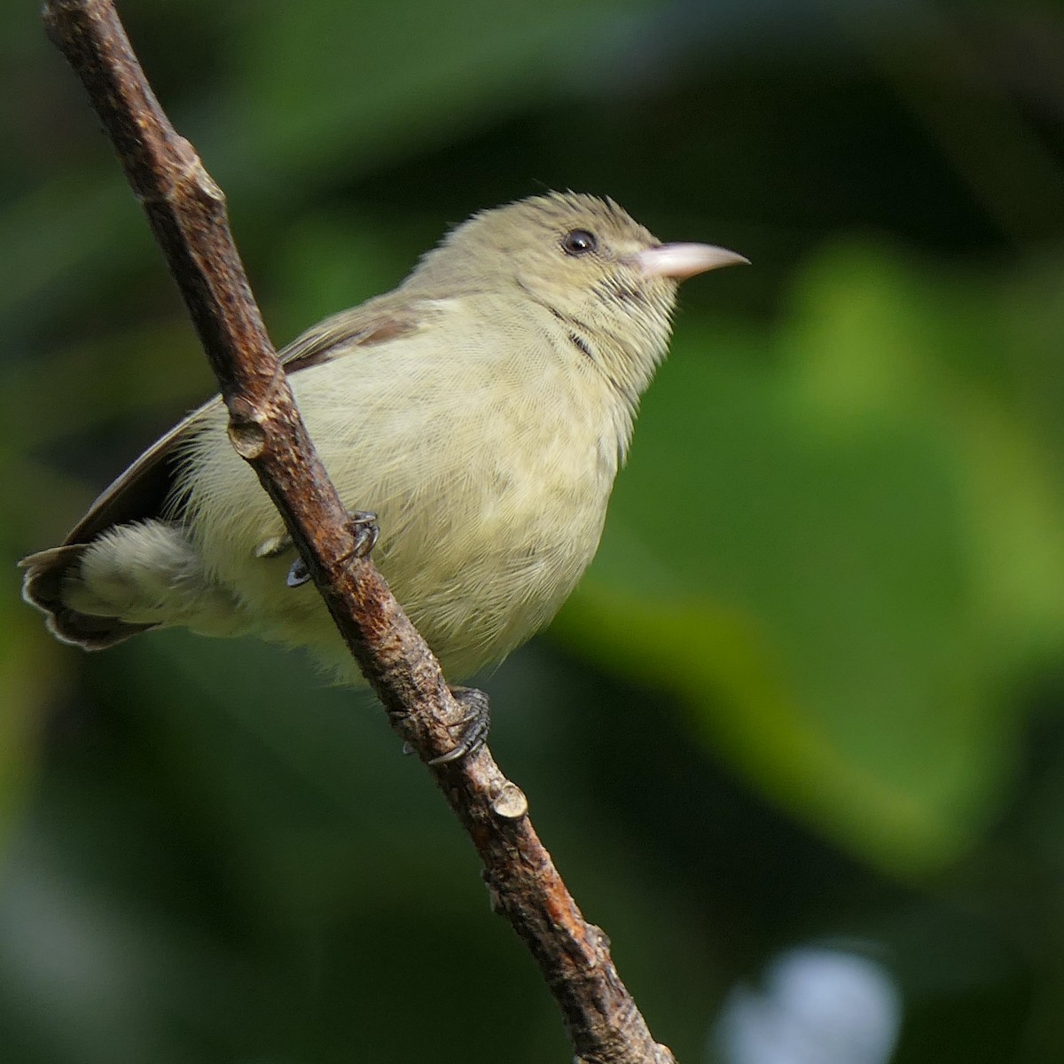 Pale-billed Flowerpecker - ML620211200