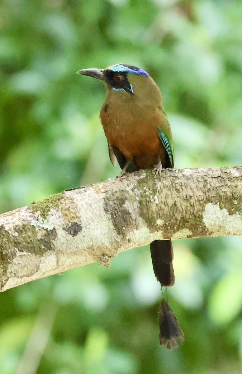 Motmot caraïbe - ML620211217