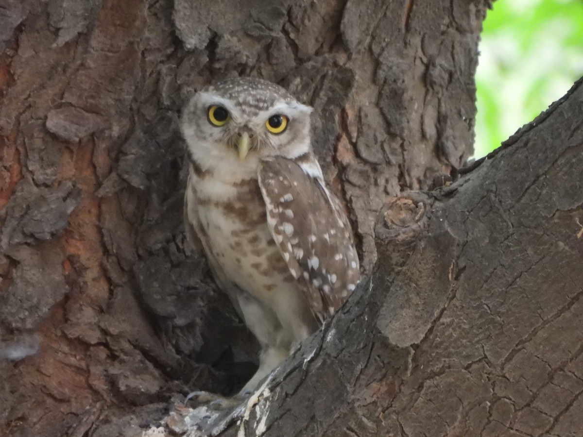 Spotted Owlet - ML620211218