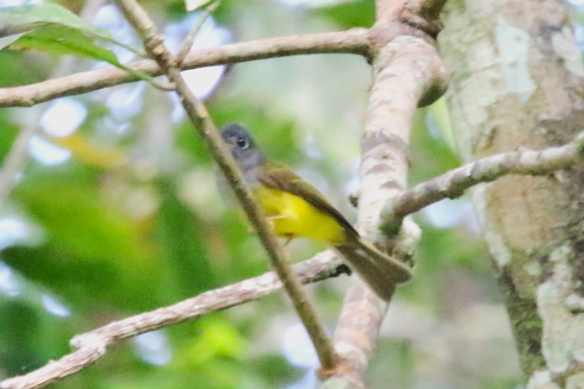 Gray-headed Canary-Flycatcher - ML620211224