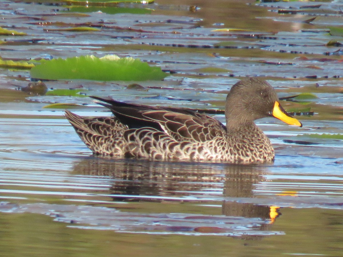 Yellow-billed Duck - ML620211230