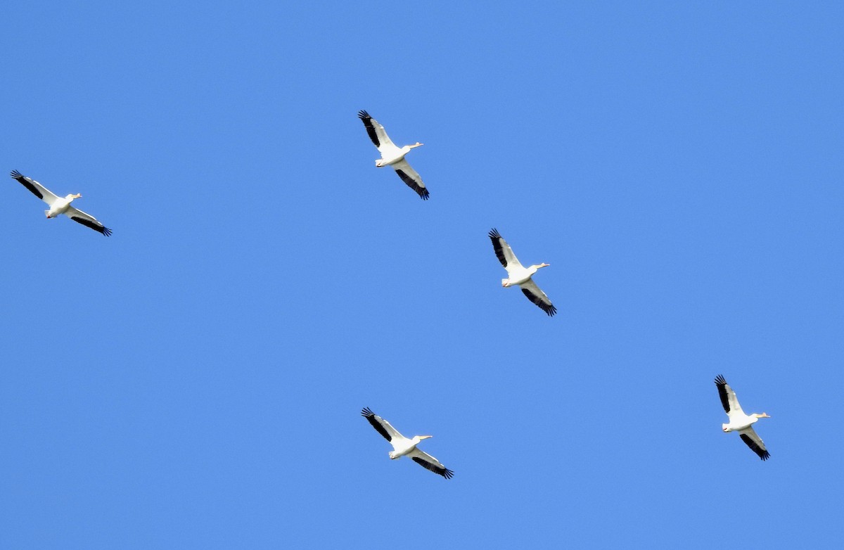 pelikán severoamerický - ML620211233