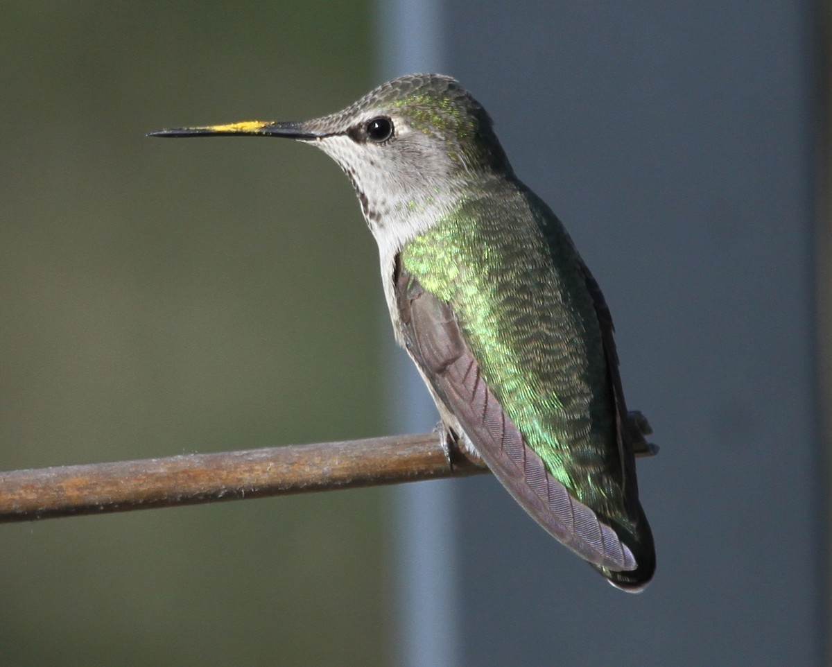 hummingbird sp. - ML620211239