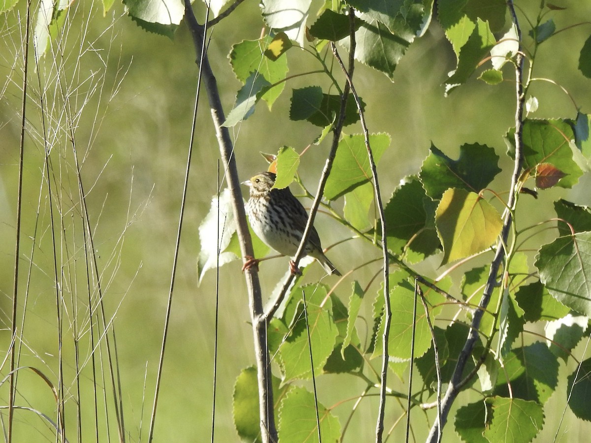 Savannah Sparrow - ML620211241