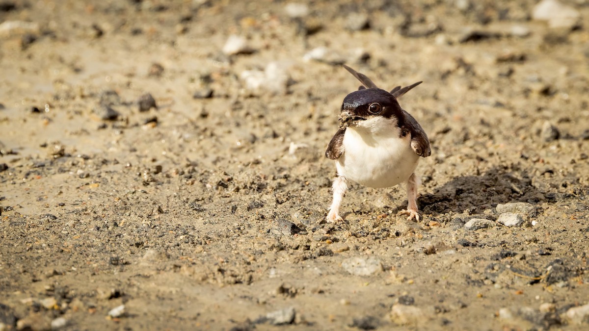 Western House-Martin - ML620211242