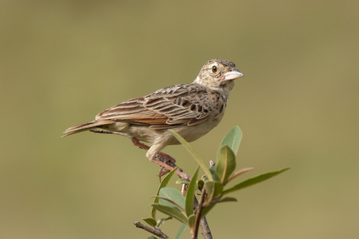 Bengal Bushlark - ML620211243