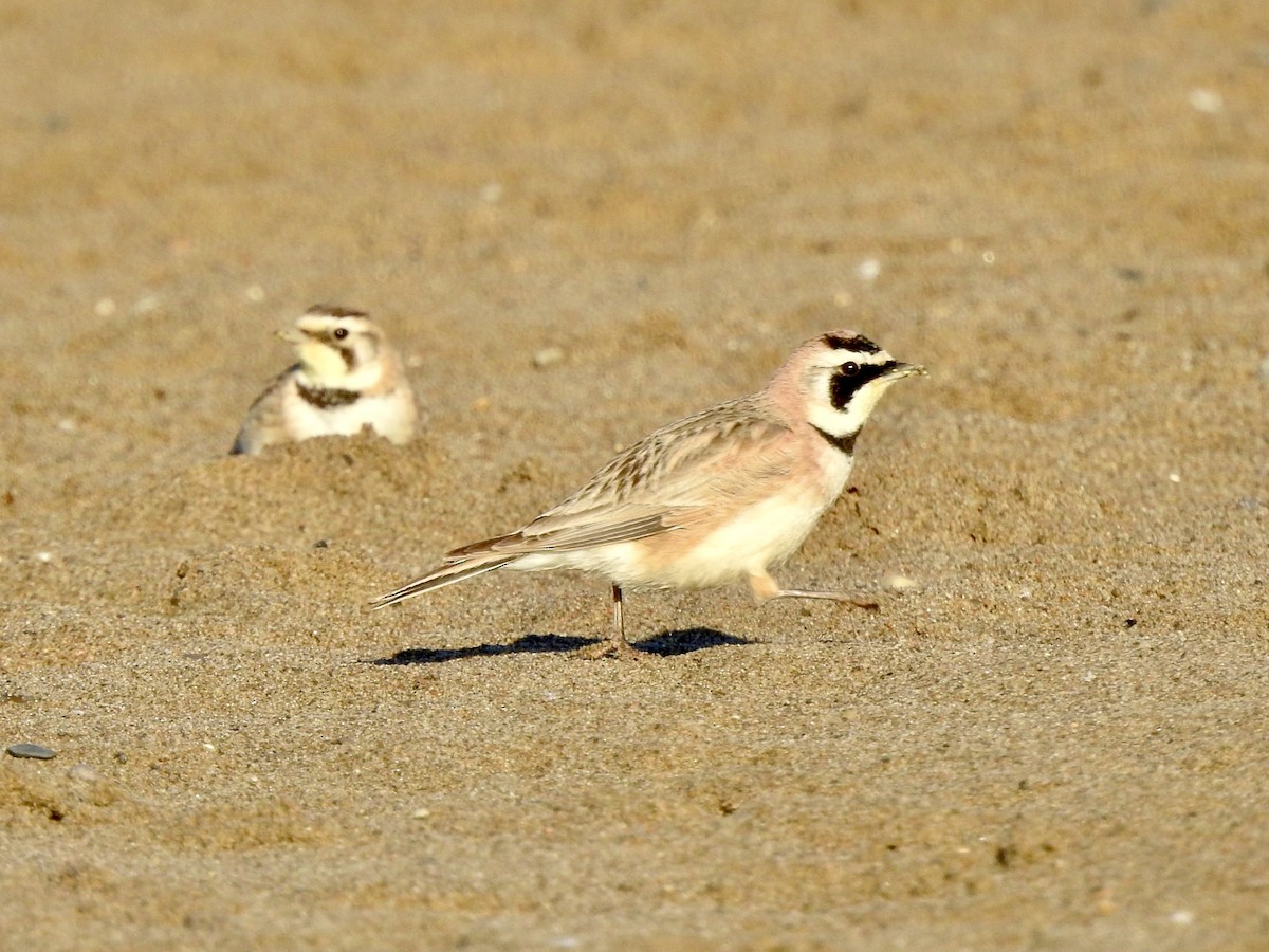 Horned Lark - ML620211248