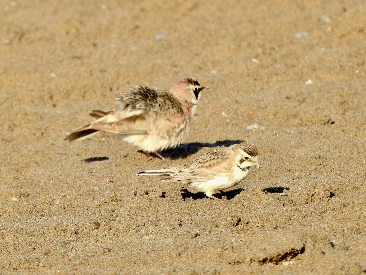 Horned Lark - ML620211249