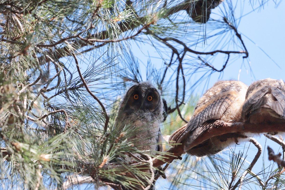 Long-eared Owl - ML620211263