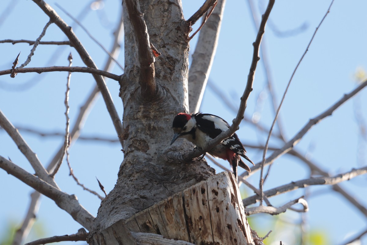Syrian Woodpecker - ML620211270