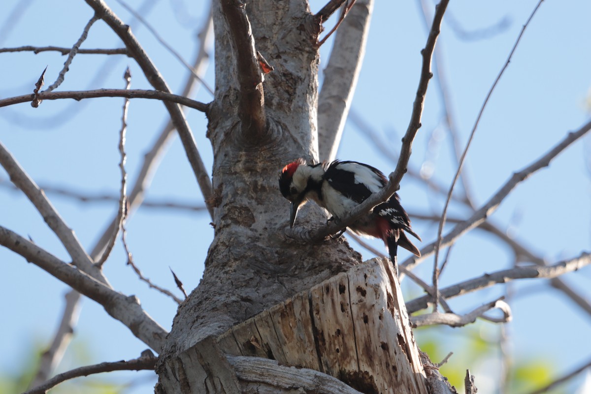 Syrian Woodpecker - ML620211271