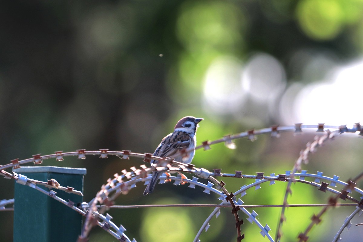 Eurasian Tree Sparrow - ML620211299