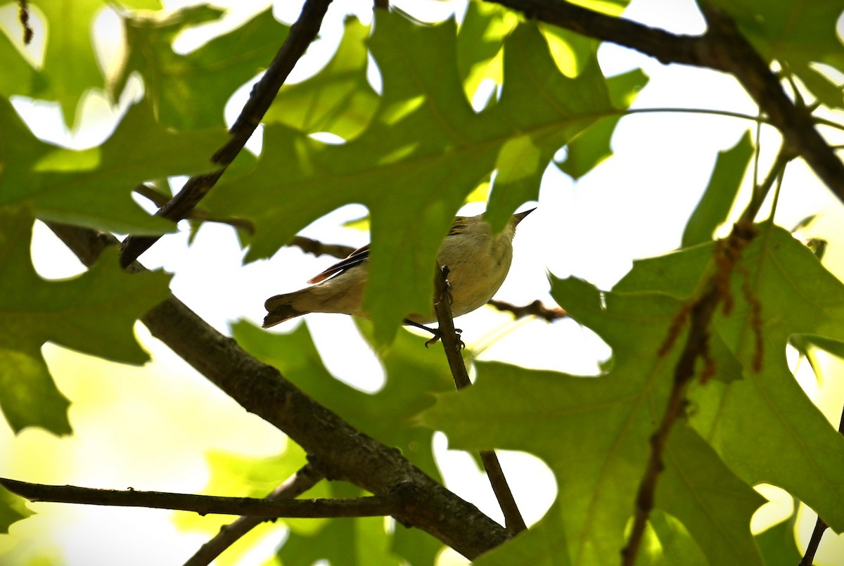 Tennessee Warbler - ML620211304