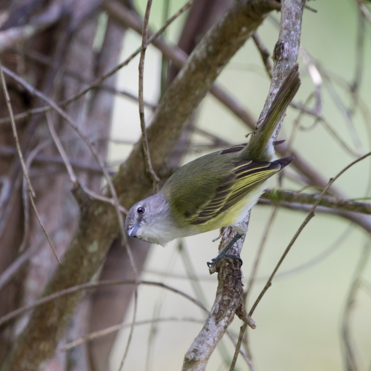 Gray-capped Tyrannulet - ML620211305