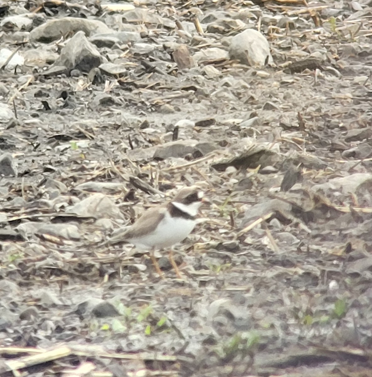 Semipalmated Plover - ML620211347