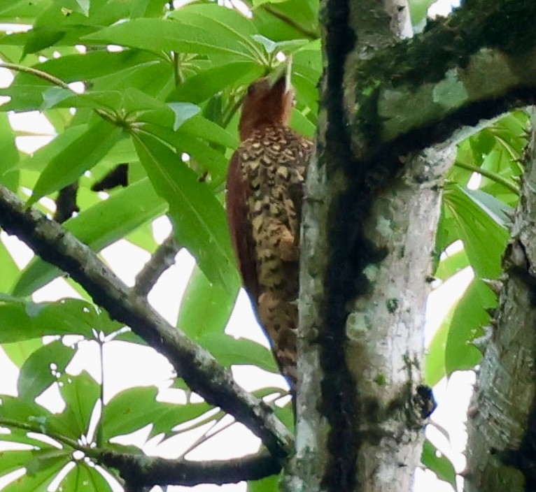 Cinnamon Woodpecker - ML620211356