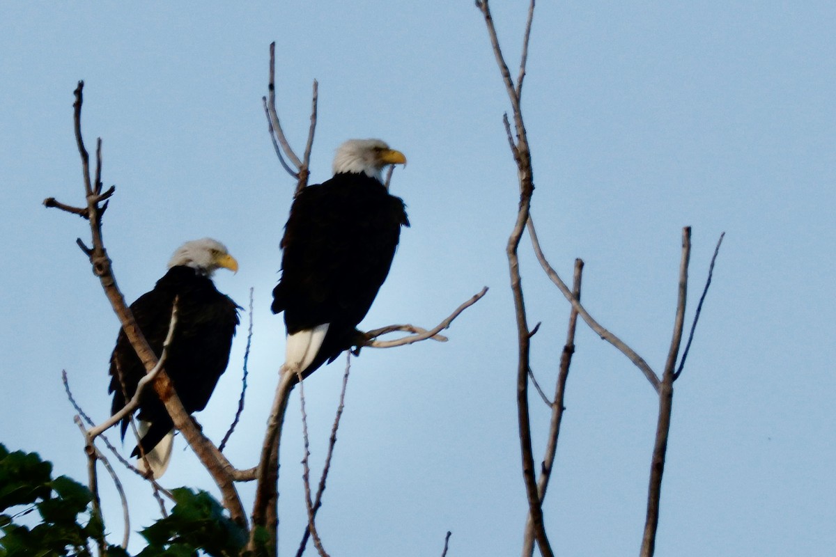 Weißkopf-Seeadler - ML620211357