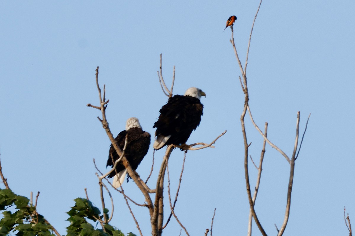 Bald Eagle - ML620211358