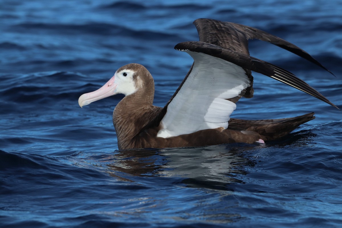 albatros stěhovavý - ML620211361