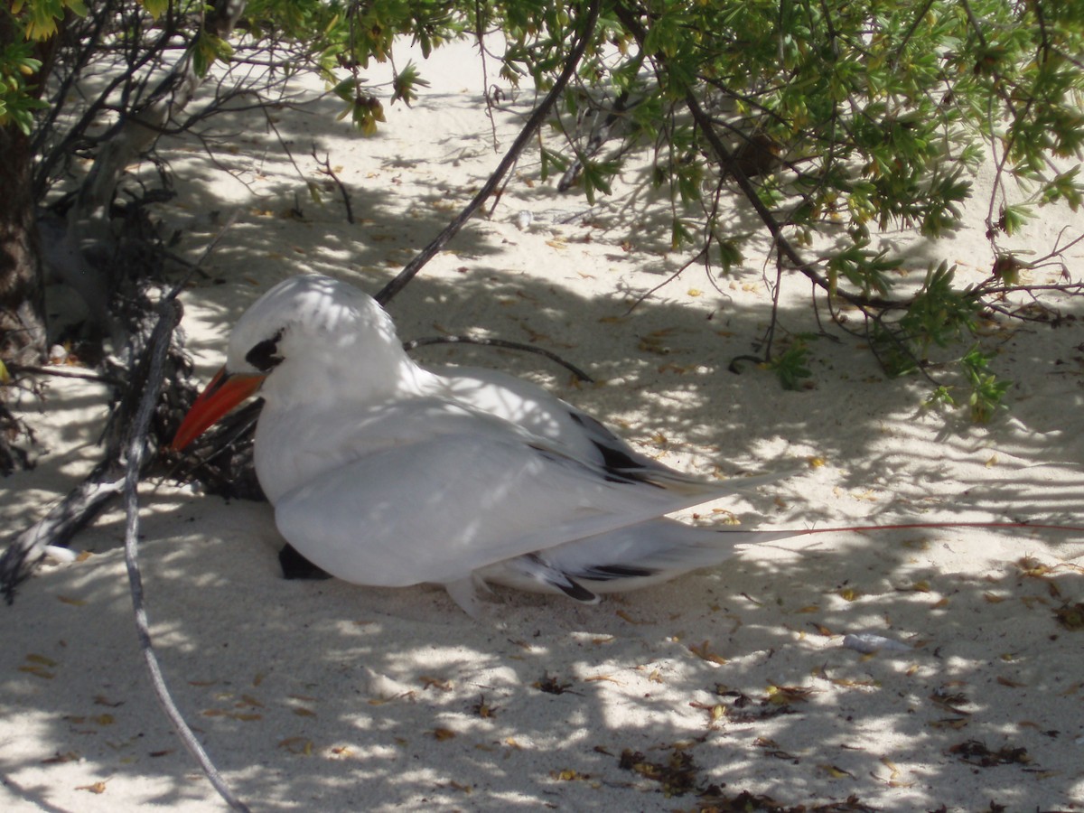 Red-tailed Tropicbird - ML620211364