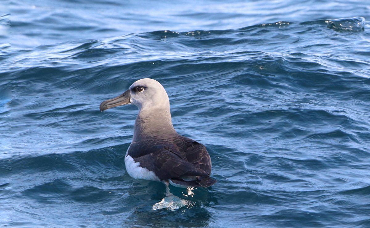 Gray-headed Albatross - Ruven Schoeman