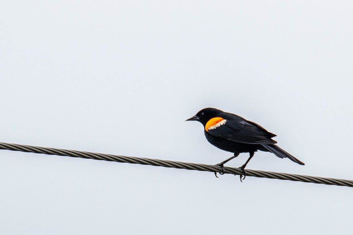 Red-winged Blackbird - ML620211368