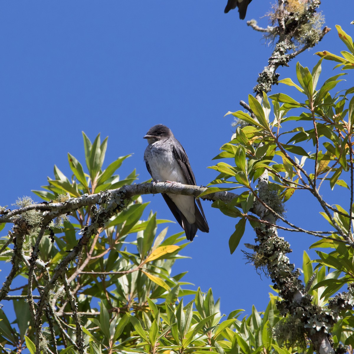 Gray-breasted Martin - ML620211370