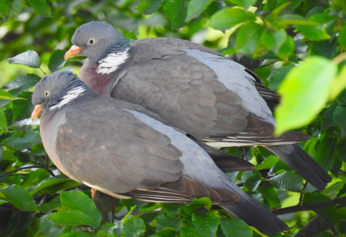 Common Wood-Pigeon - ML620211371