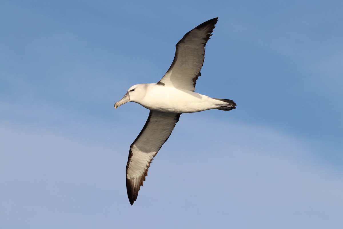 Albatros à cape blanche - ML620211374