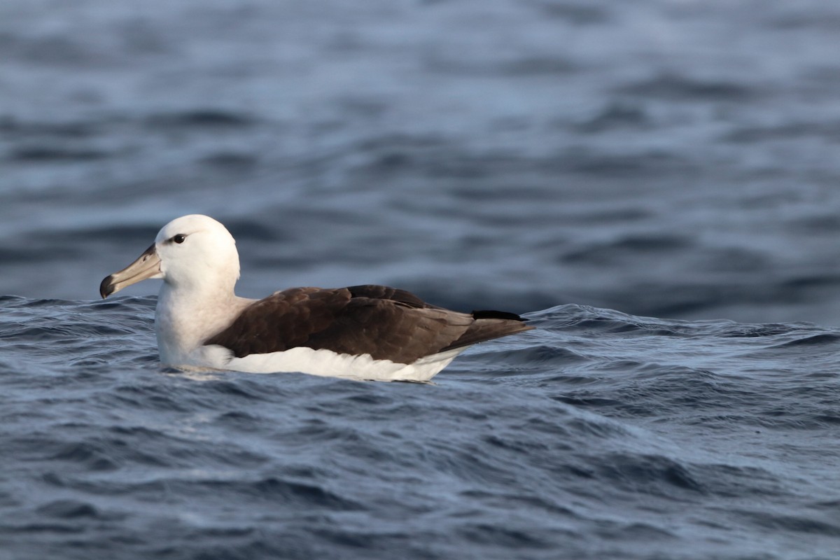 Albatros à cape blanche - ML620211375