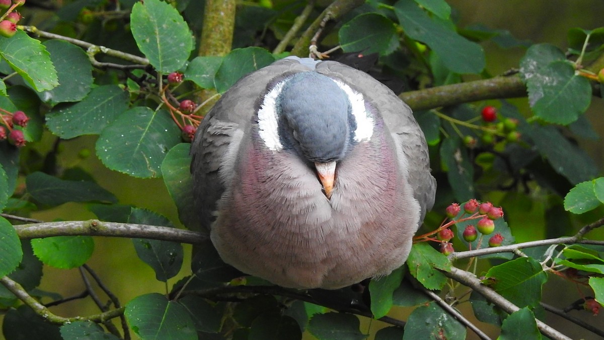 Common Wood-Pigeon - ML620211376