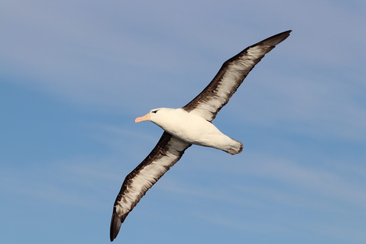 Black-browed Albatross (Black-browed) - ML620211381