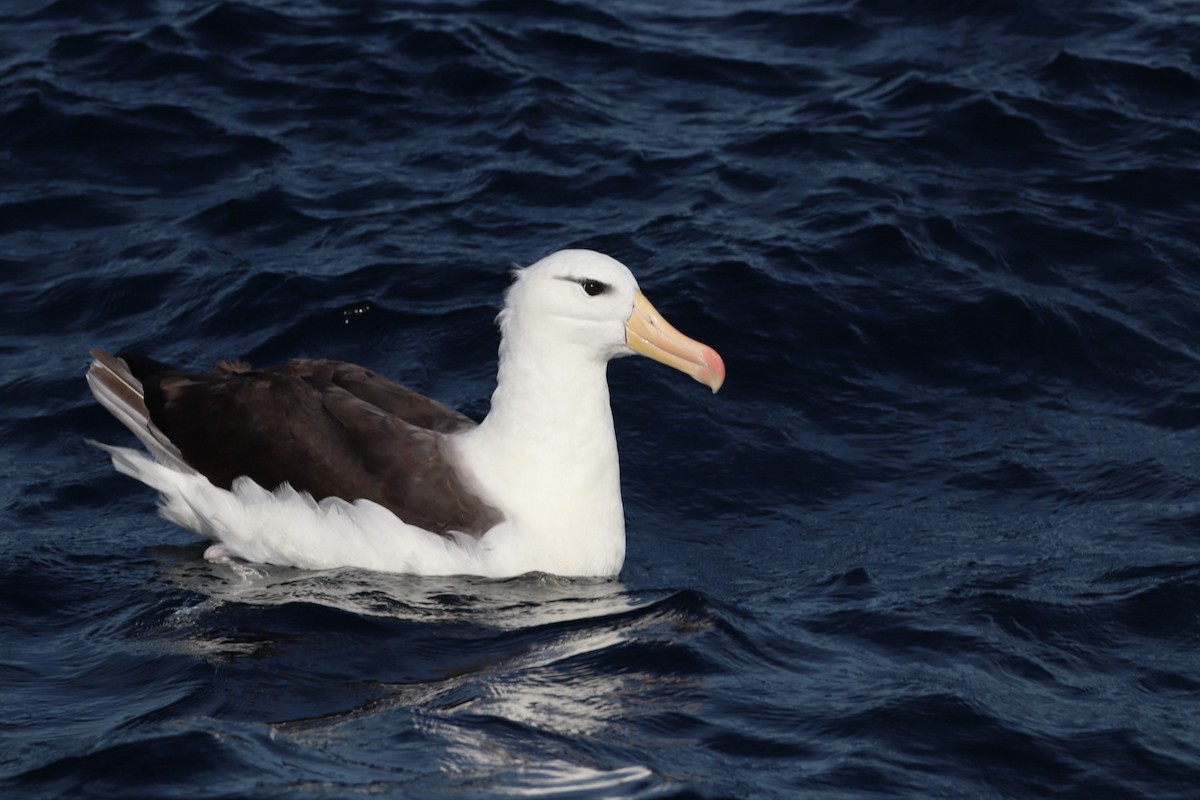 Чернобровый альбатрос (melanophris) - ML620211382